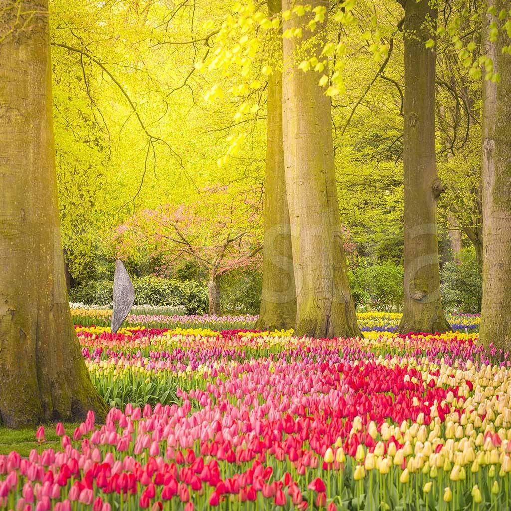 Фотообои Полянка тюльпанов в лесу